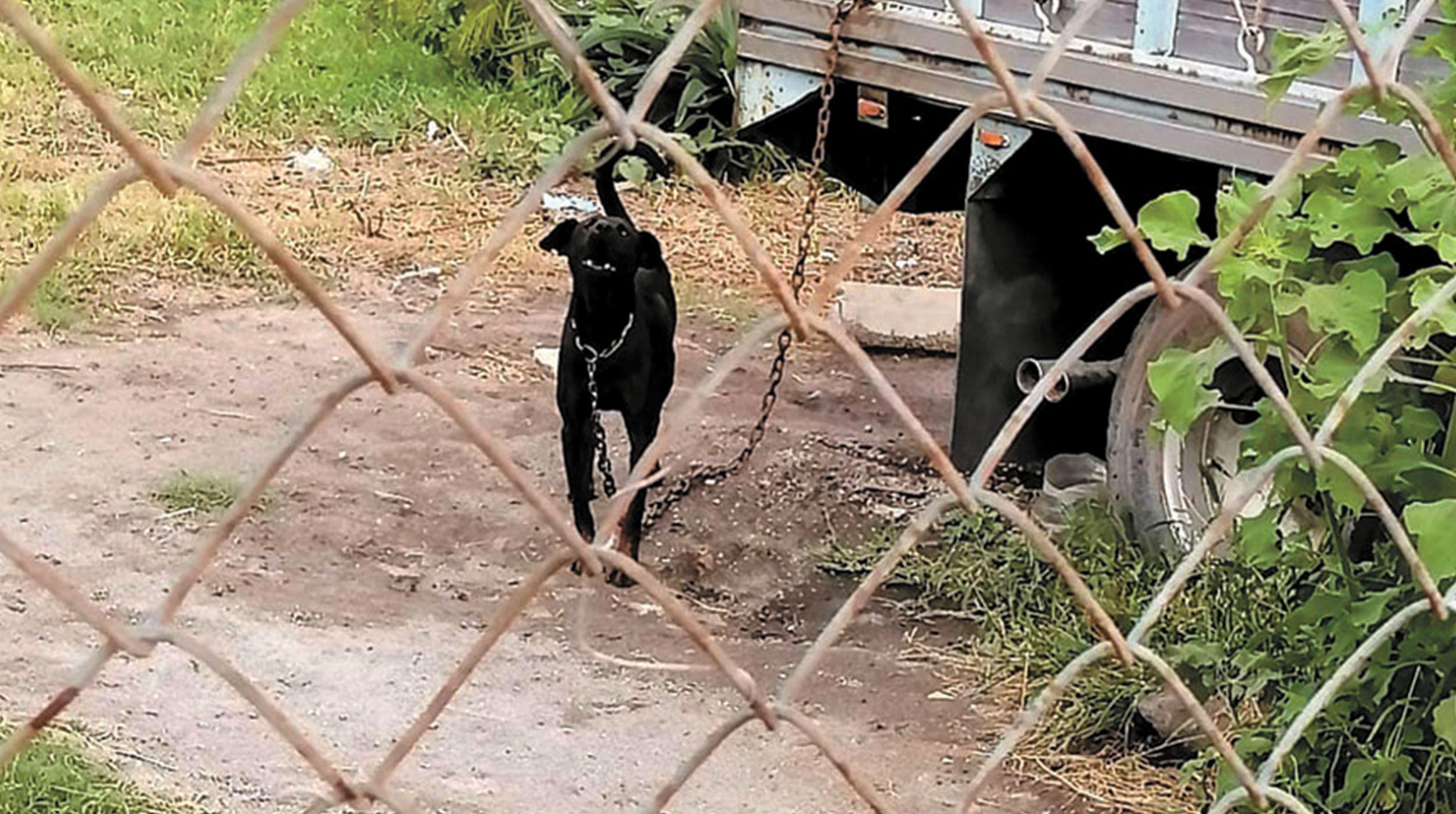 maltrato animal portada diario