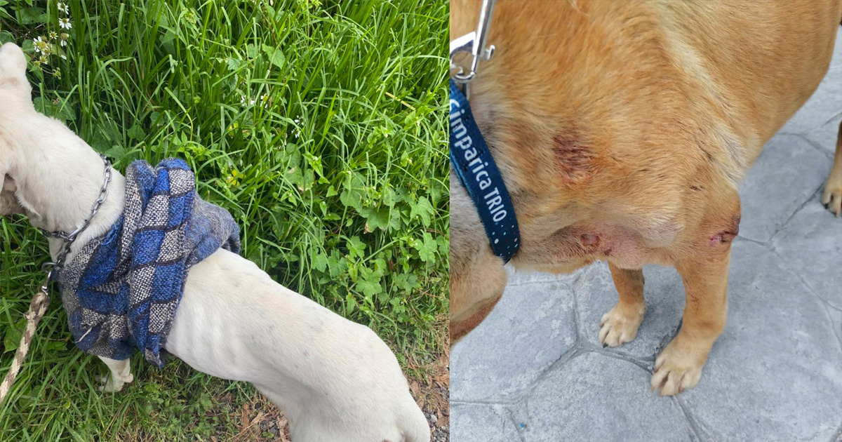 negligencia por muertes de perros en albergue de Huitzilac