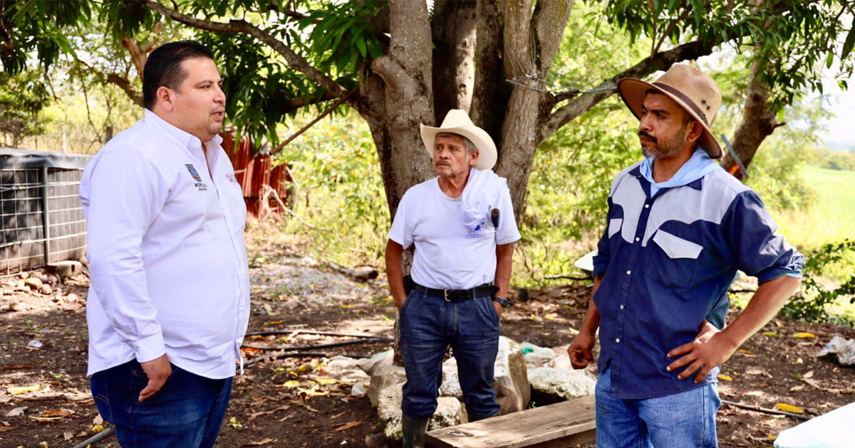 planta de ornato portada