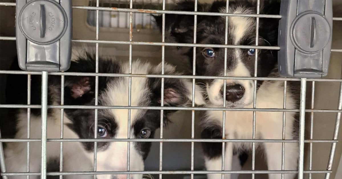 regalar mascotas en reyes portada