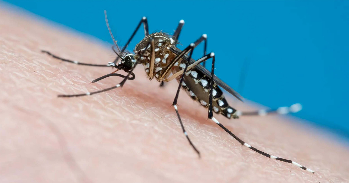 zica predomine en 2024